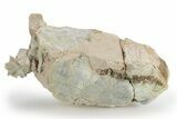 Bargain, Fossil Oreodont (Merycoidodon) Skull - South Dakota #249267-1